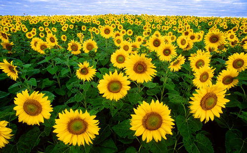 sunflower power